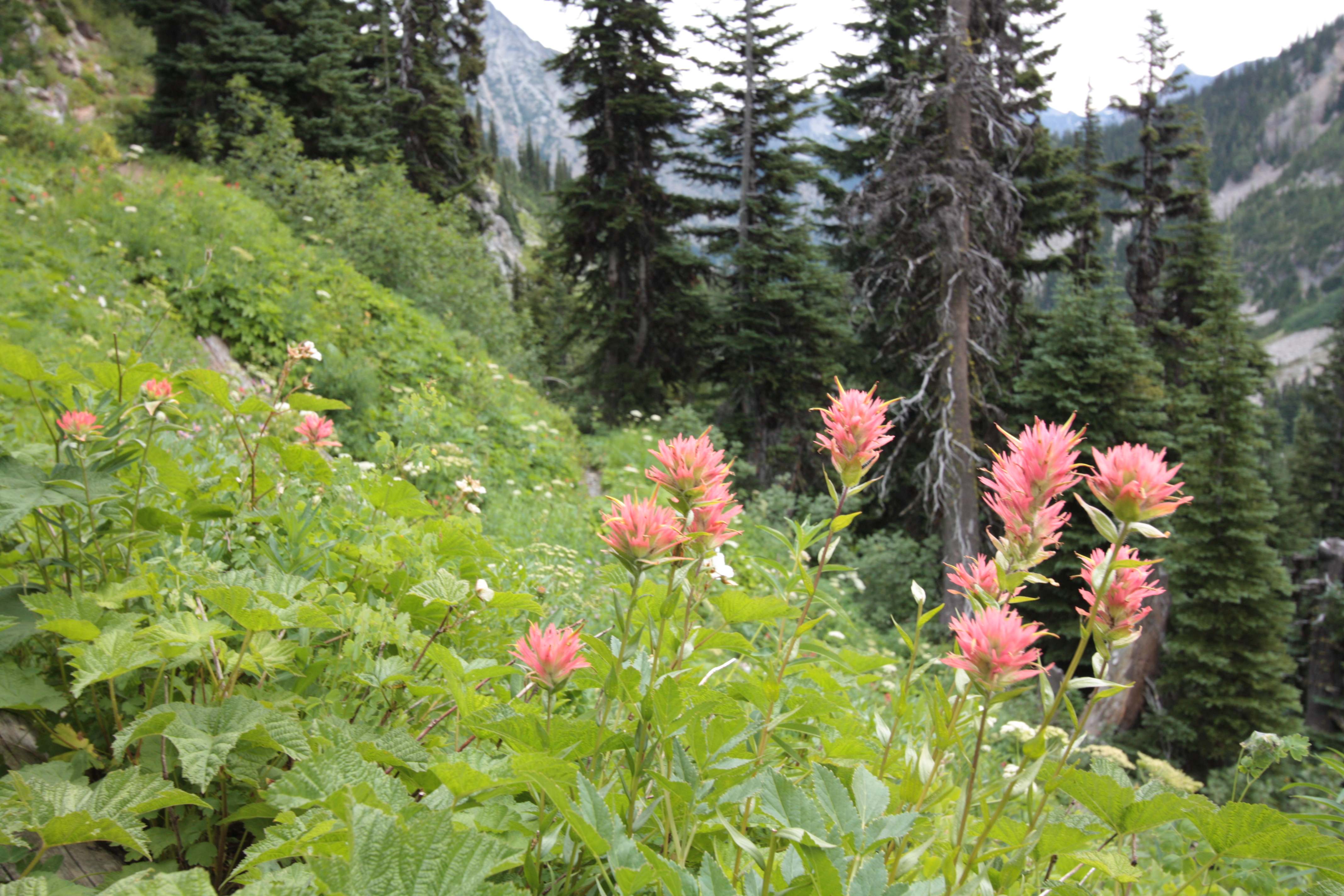 Mount Rainier NP